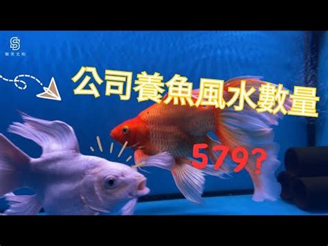 風水魚 數量|養魚數量風水以及魚缸擺放技巧分別有哪些？趕緊照着。